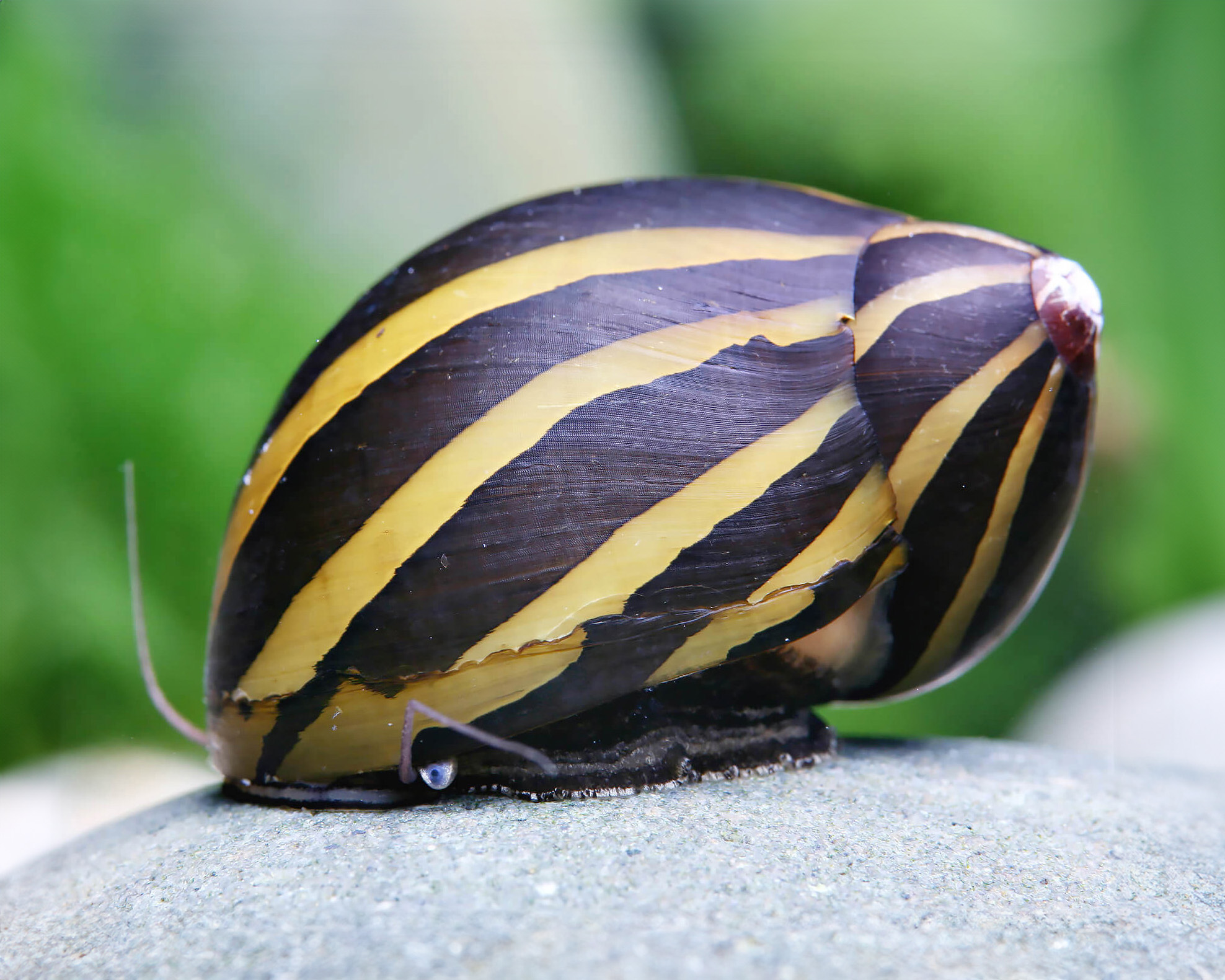 Essential Freshwater Snails for Maintaining a Balanced Planted Aquarium